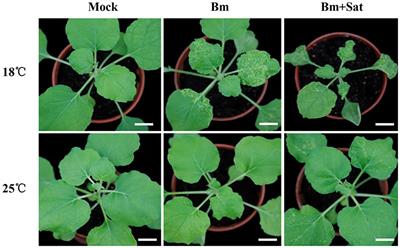 Improved Pathogenicity of a Beet Black Scorch Virus Variant by Low Temperature and Co-infection with Its Satellite RNA